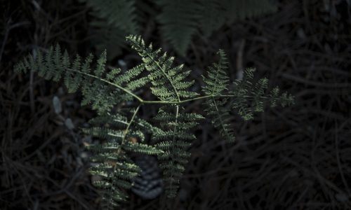 fresh-green-fern-leaves